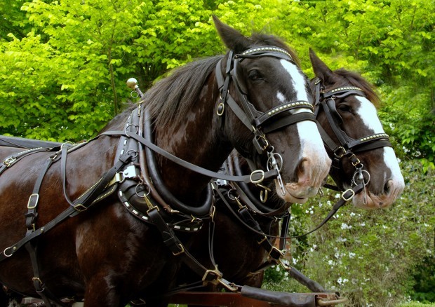 Clydesdales